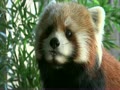 ズーラシア　レッサーパンダ　ララ  Red panda Rara